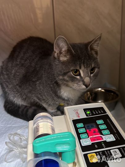 Котика заразили чумкой