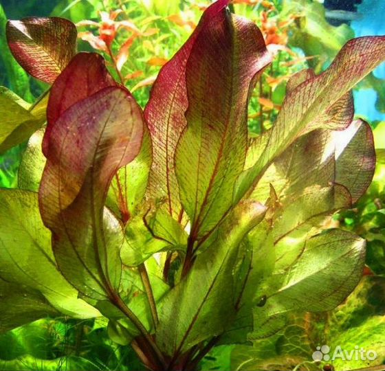 Аквариумные растения