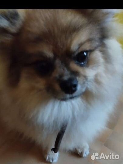 Помтойчик и девочка Шпица с док-ми