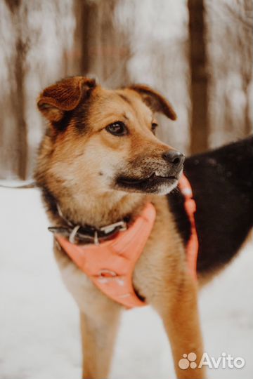 Нежная собака Яшка в добрые руки