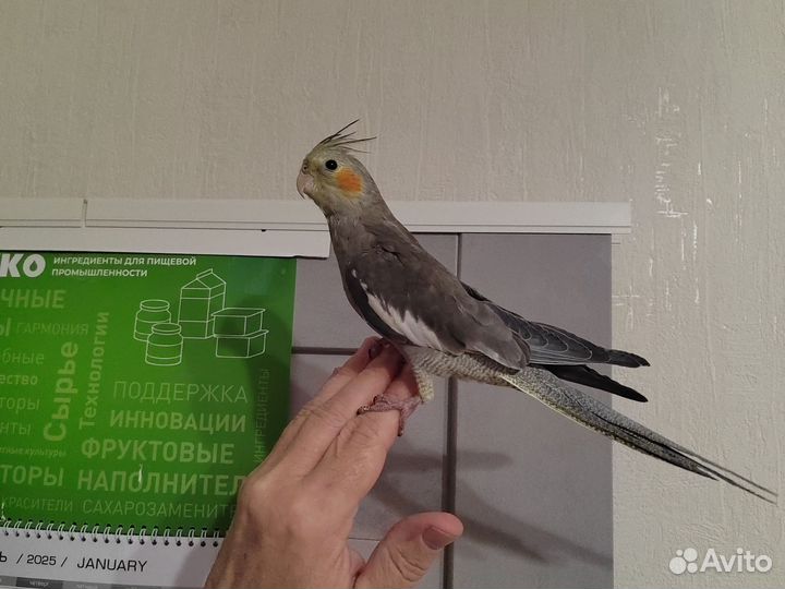 Попугай корелла мальчик ручной