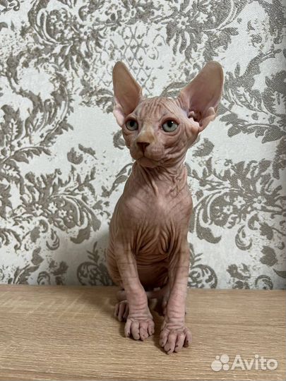 Канадский сфинкс котята