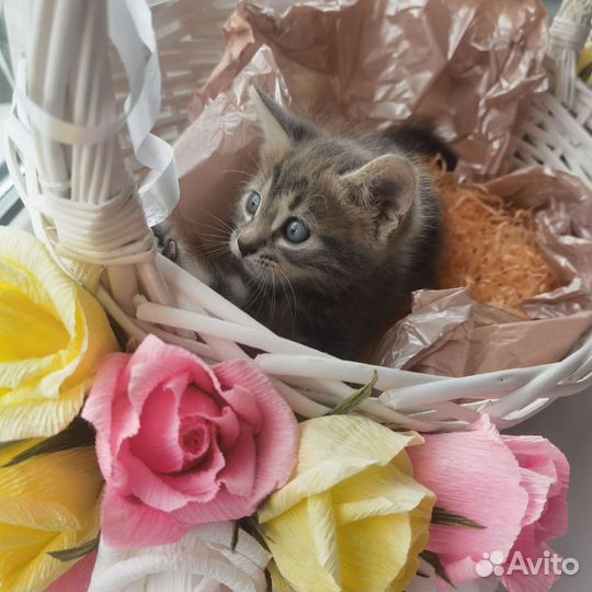 Милая кошечка в добрые руки