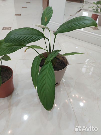 Спатифиллум, женское счастье