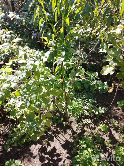 Персик дерево