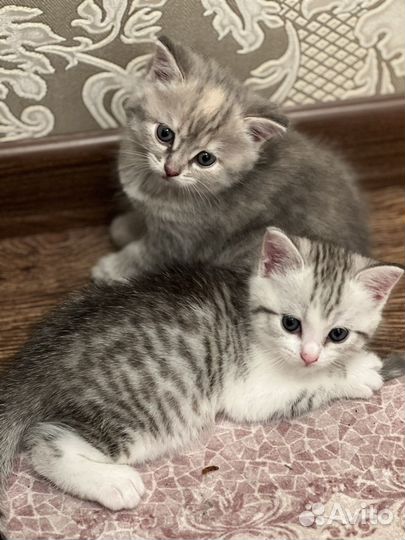Котята в добрые руки девочки 2 месяца