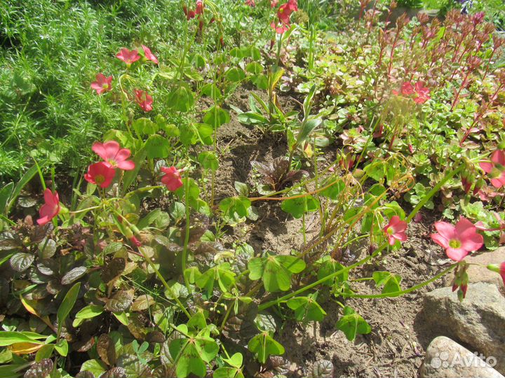 Садовые многолетники