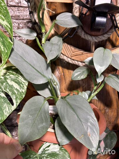 Филодендрон хастатум