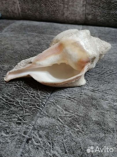 Морские раковины