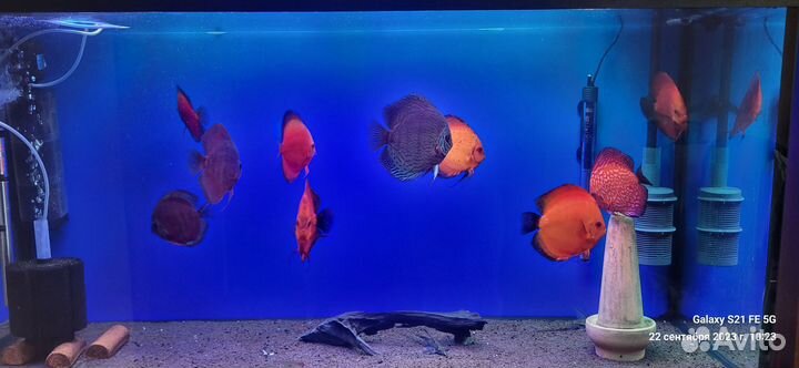 Дискус, Фильтр