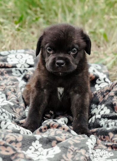 Щенок Кане Корсо мальчик