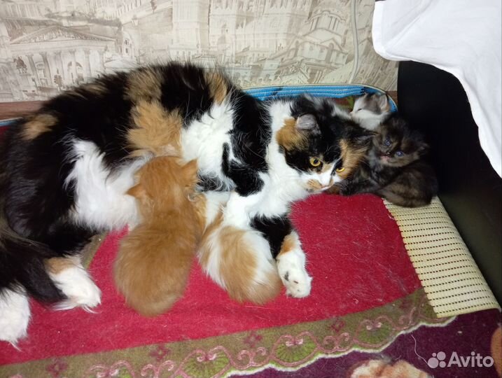 Котятки в добрые руки