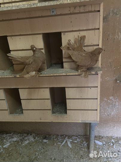 Продажа голубей парами