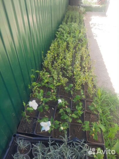 Гибискус сирийский белый махровый