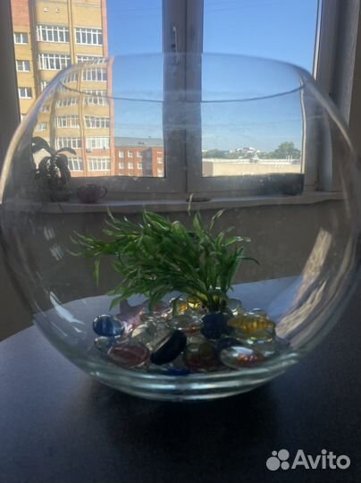 Аквариум шар
