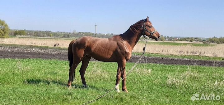 Продается жеребец, случка