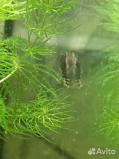 Сомики анциструсы