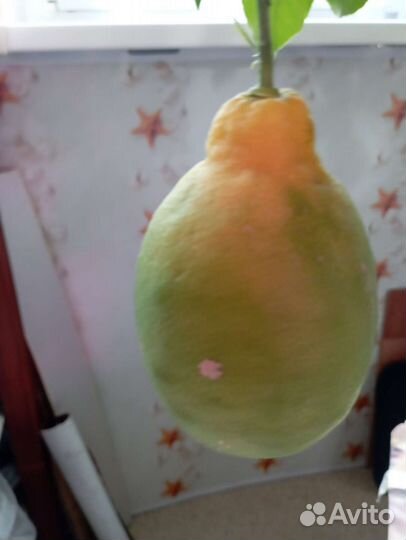 Лимон Лисбон