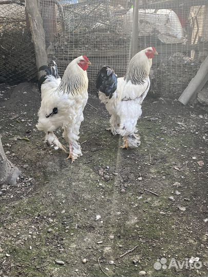 Петух брама