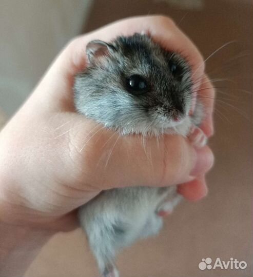 Джунгарский хомяк