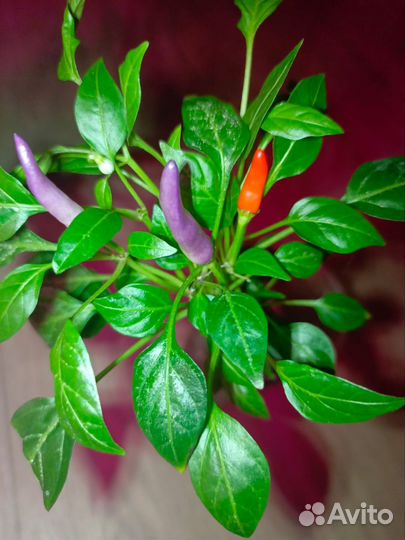 Острый декоративный перчик