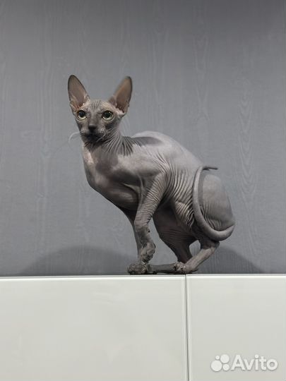 Донской сфинкс вязка