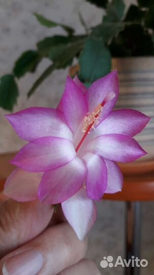 Декабрист белый, красный,розовый,оранжевый