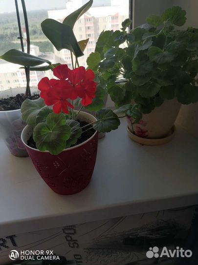 Герань красная