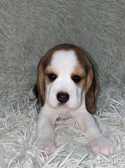 Щенки бигль