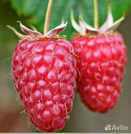 Саженцы малины