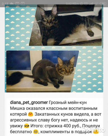 Груминг. Стрижка кошек