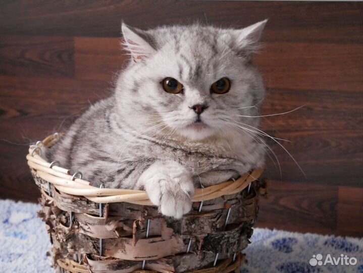 Британский котенок