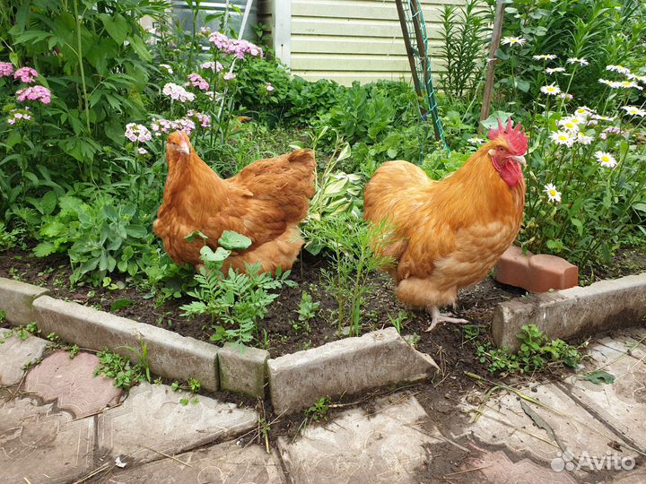 Куры орпинтоны