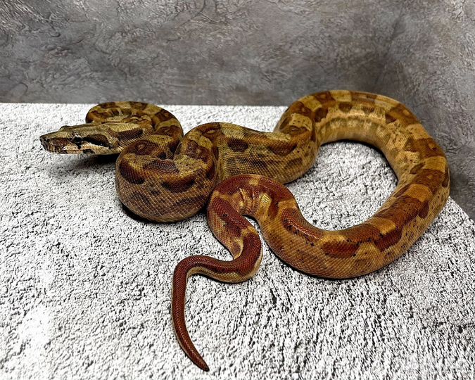 Самец императорского удава