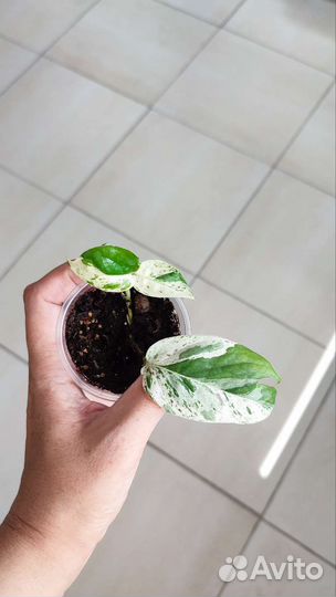 Сциндапсусы, эпипремнумы