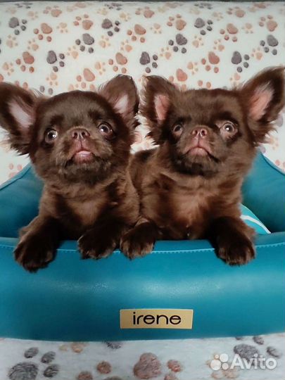 Чихуахуа Медвежата