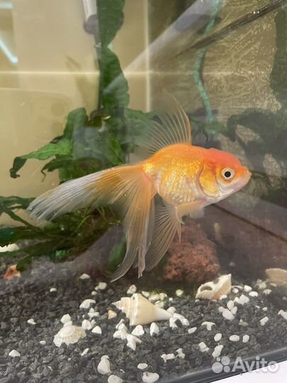 Аквариум с золотой рыбкой