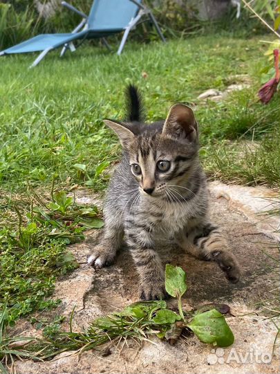 Смелый мальчик