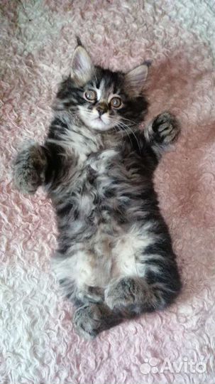 Котята курильского бобтейла. Мини-рысята