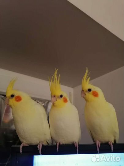 Попугаи Кореллы