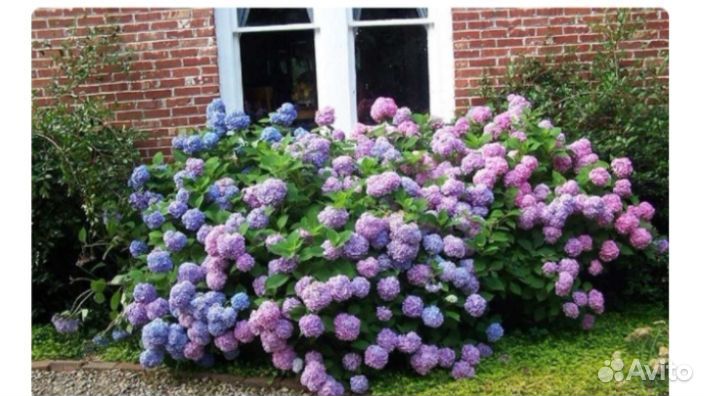 Гортензия крупнолистная 