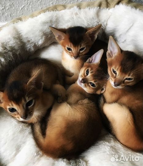 Аббисинские котята