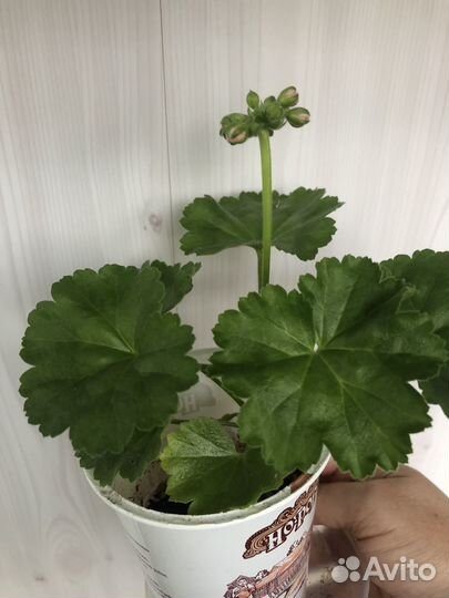 Тюльпановидная пеларгония