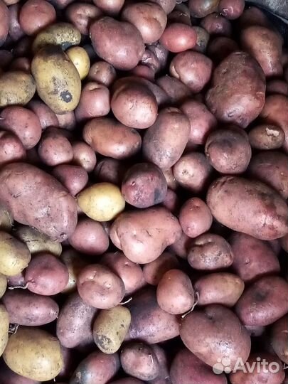 Картофель новый урожай