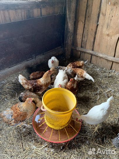 Молодые петухи