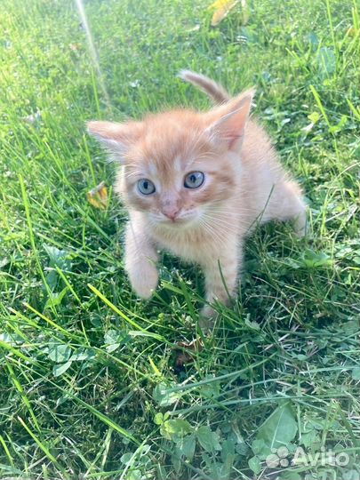 Котенок ищет дом