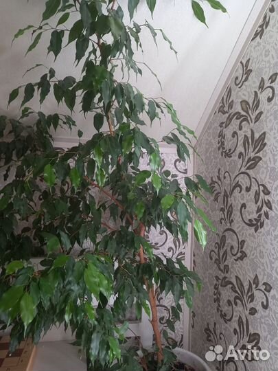 Фикус бенджамина большой