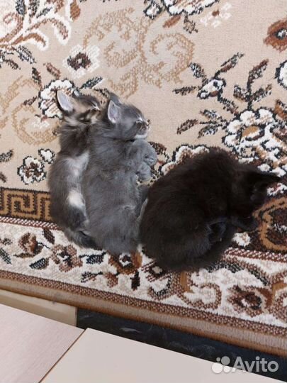 Котята мейн-кун