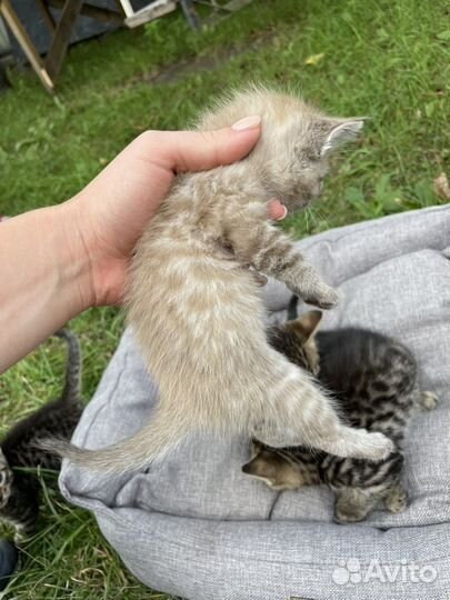 Бенгальская кошка