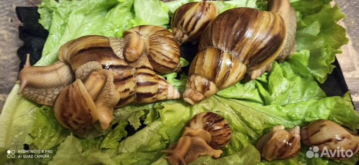 Улитки архахатины